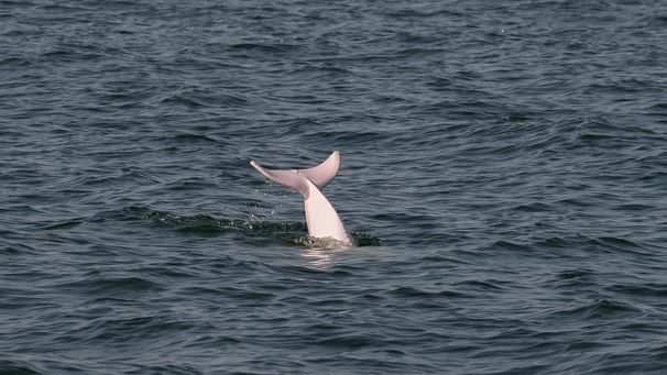 Fotky: Do vod Hongkongu se vrátil růžový delfín